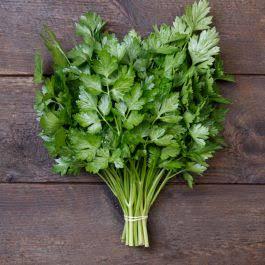 Freshly picked Italian parsley sprigs (Petroselinum crispum)