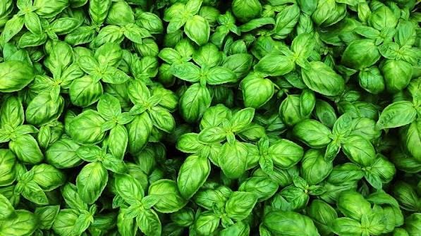 Gourmet pesto sauce (16 fl. oz.)