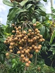 Longan tree live sprouts (1 tree sprout) (Dimocarpus longan)