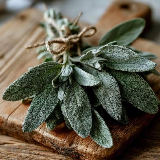 Freshly picked savory sage sprigs (Salvia officinalis)