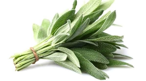 Freshly picked savory sage sprigs (Salvia officinalis)
