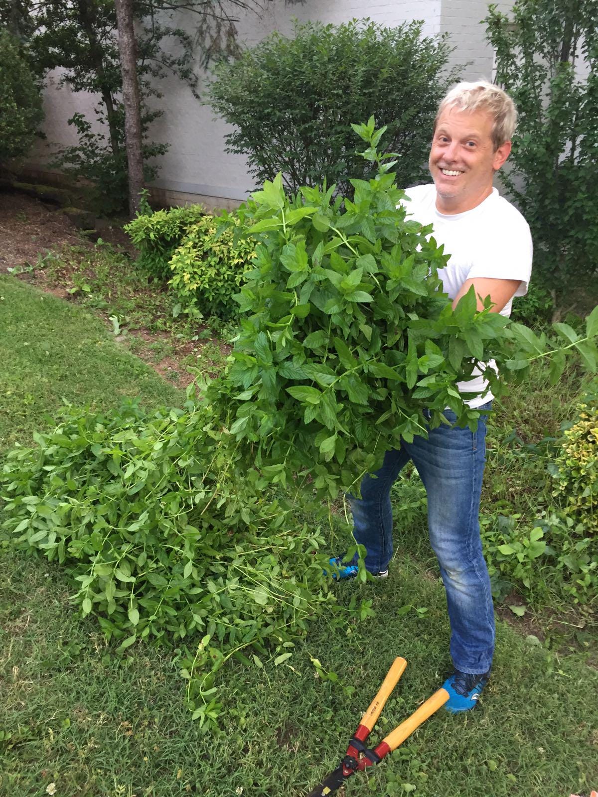 Freshly picked mint sprigs (Mentha)