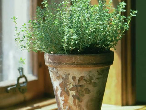 Freshly picked garden thyme sprigs (Thymus vulgaris)