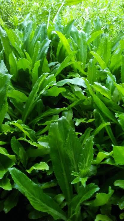Freshly picked culantro leaves (Eryngium foetidum)