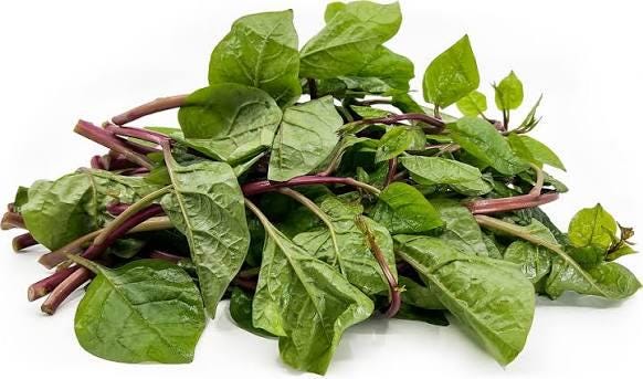 Red malabar spinach live vine sprouts (4-pack) (Basella alba rubra)