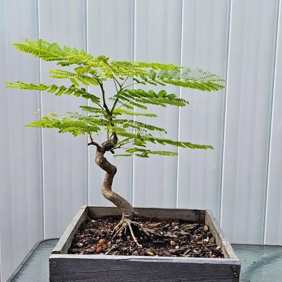 Royal poinciana seeds - packet of 20 (Delonix regia)