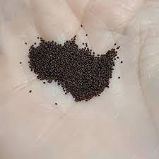Peppermint seeds (harvested 2026) (Mentha piperita)