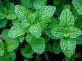 Freshly picked mint sprigs (Mentha)