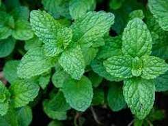 Freshly picked mint sprigs (Mentha)