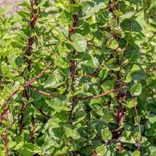 Red malabar spinach live vine sprouts (4-pack) (Basella alba rubra)
