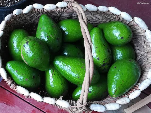 Guacamole Fiesta Pack for 4-6 revelers!
