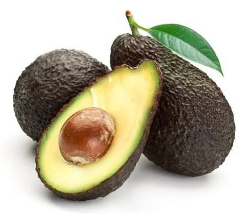 Hass Avocado Seedling Tree – Grown from Hass Seed – Live Sprouts (Persea americana)