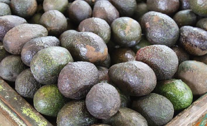 Hass Avocado Seedling Tree – Grown from Hass Seed – Live Sprouts (Persea americana)