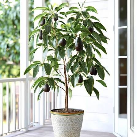 Hass Avocado Seedling Tree – Grown from Hass Seed – Live Sprouts (Persea americana)