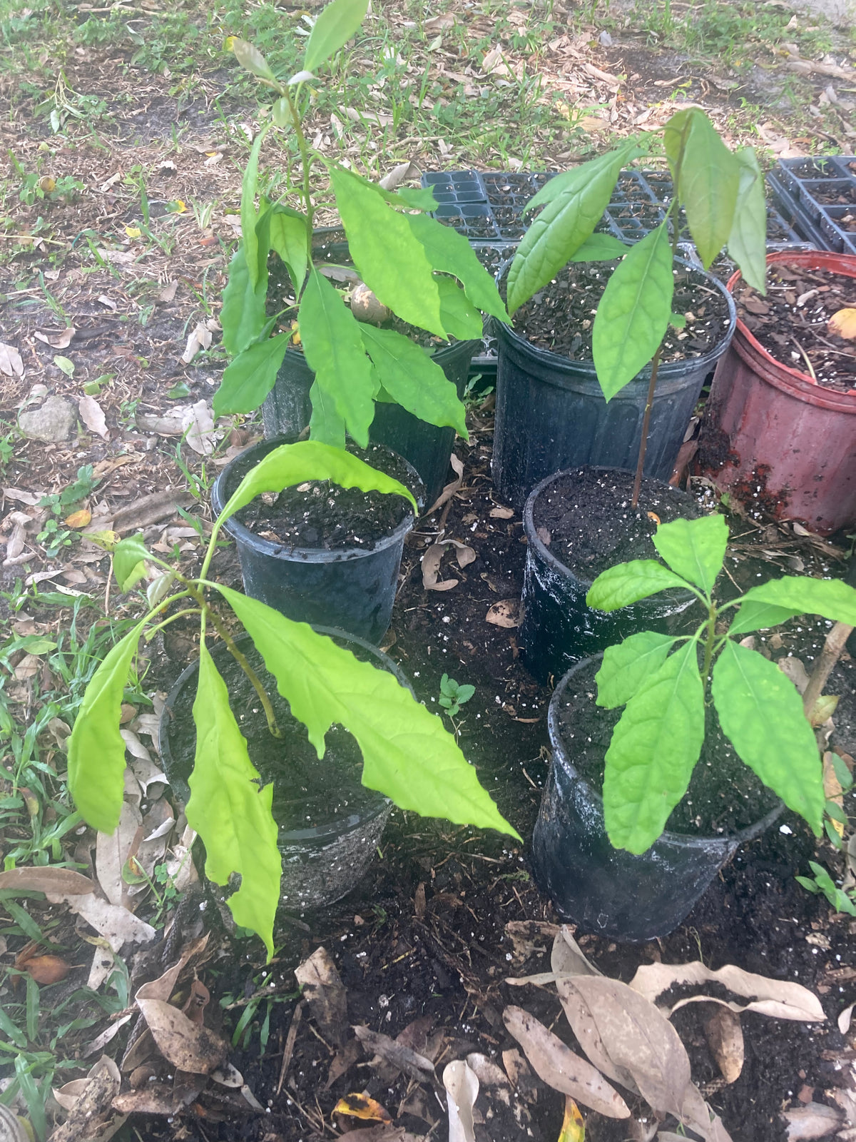 Hass Avocado Seedling Tree – Grown from Hass Seed – Live Sprouts (Persea americana)