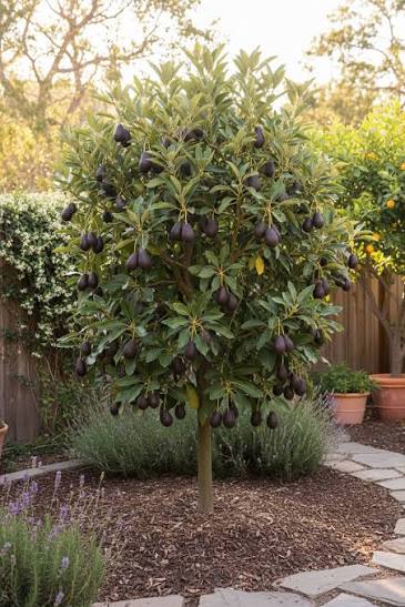 Hass Avocado Seedling Tree – Grown from Hass Seed – Live Sprouts (Persea americana)