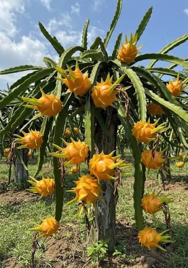 Yellow dragon fruit live cactus sprouts (4-pack) (Selenicereus megalanthus, synonym Hylocereus megalanthus)