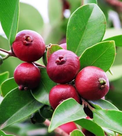 Strawberry guava seeds (harvested July 2026) (Psidium cattleianum)