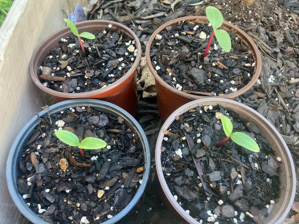 Red malabar spinach live vine sprouts (4-pack) (Basella alba rubra)
