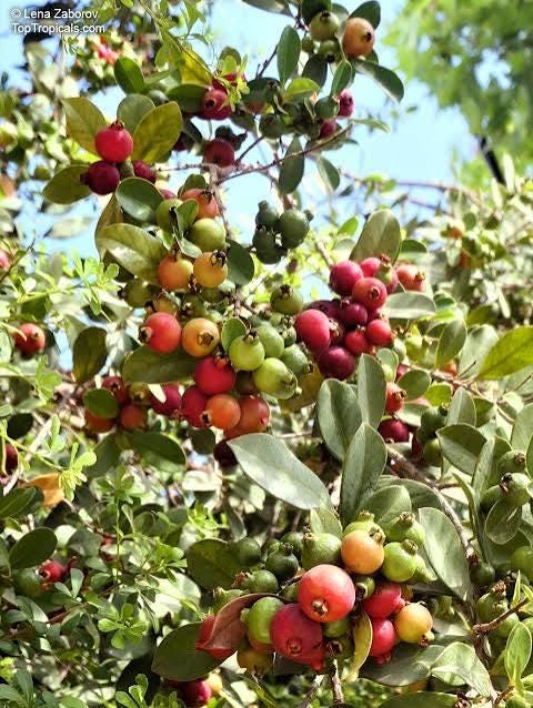 Strawberry guava seeds (harvested July 2026) (Psidium cattleianum)