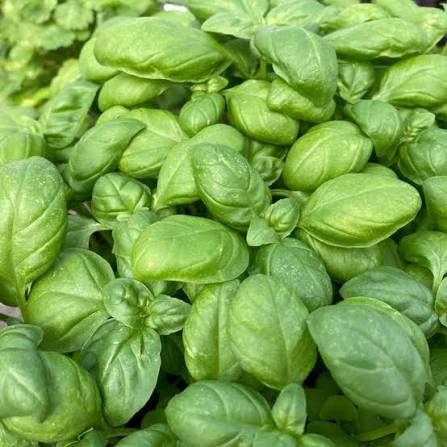 Freshly picked Genovese basil sprigs (Ocimum basilicum)
