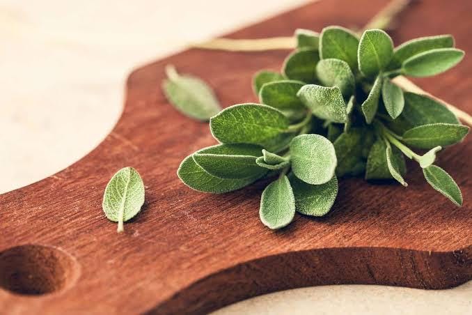 Freshly picked savory sage sprigs (Salvia officinalis)