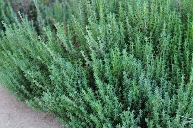 Freshly picked garden thyme sprigs (Thymus vulgaris)