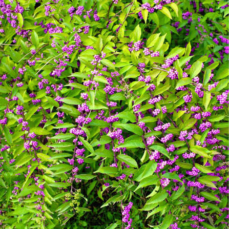 Beautyberry bush seeds (harvested September 2026) (Callicarpa americana)