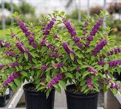 Beautyberry bush seeds (harvested September 2026) (Callicarpa americana)