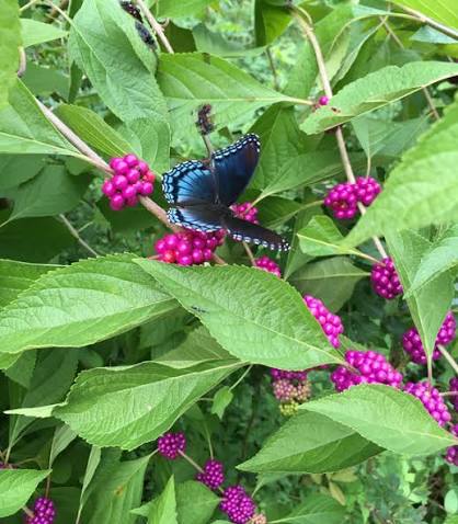 Beautyberry bush seeds (harvested September 2026) (Callicarpa americana)
