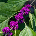 Beautyberry bush seeds (harvested September 2026) (Callicarpa americana)