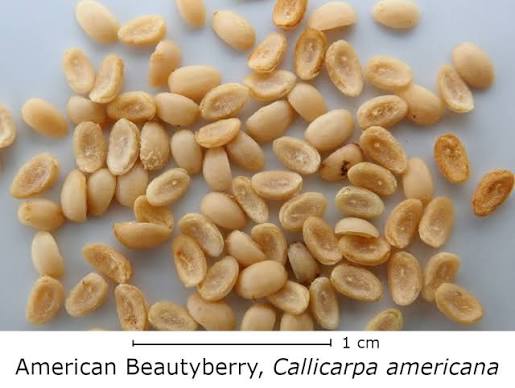 Beautyberry bush seeds (harvested September 2026) (Callicarpa americana)