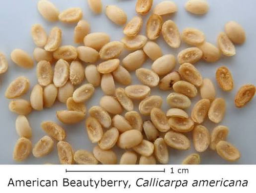 Beautyberry bush seeds (harvested September 2026) (Callicarpa americana)