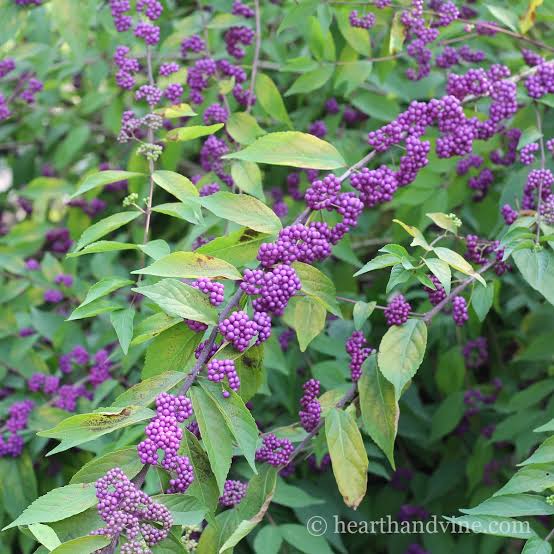 Beautyberry bush seeds (harvested September 2026) (Callicarpa americana)