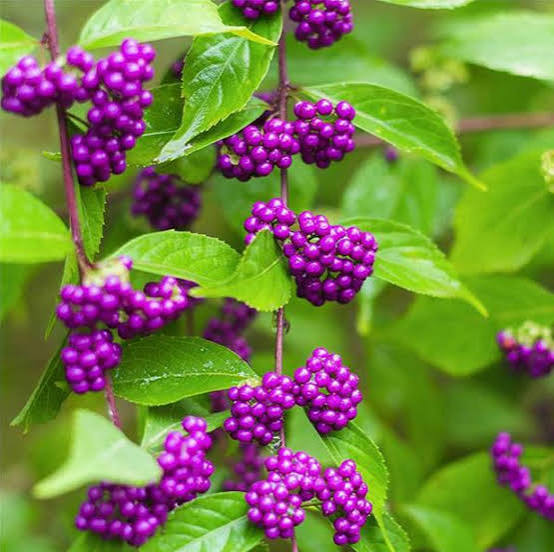 Beautyberry bush seeds (harvested September 2026) (Callicarpa americana)