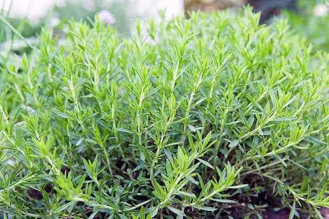 Freshly picked French tarragon sprigs (Artemisia dracunculus var. sativa)