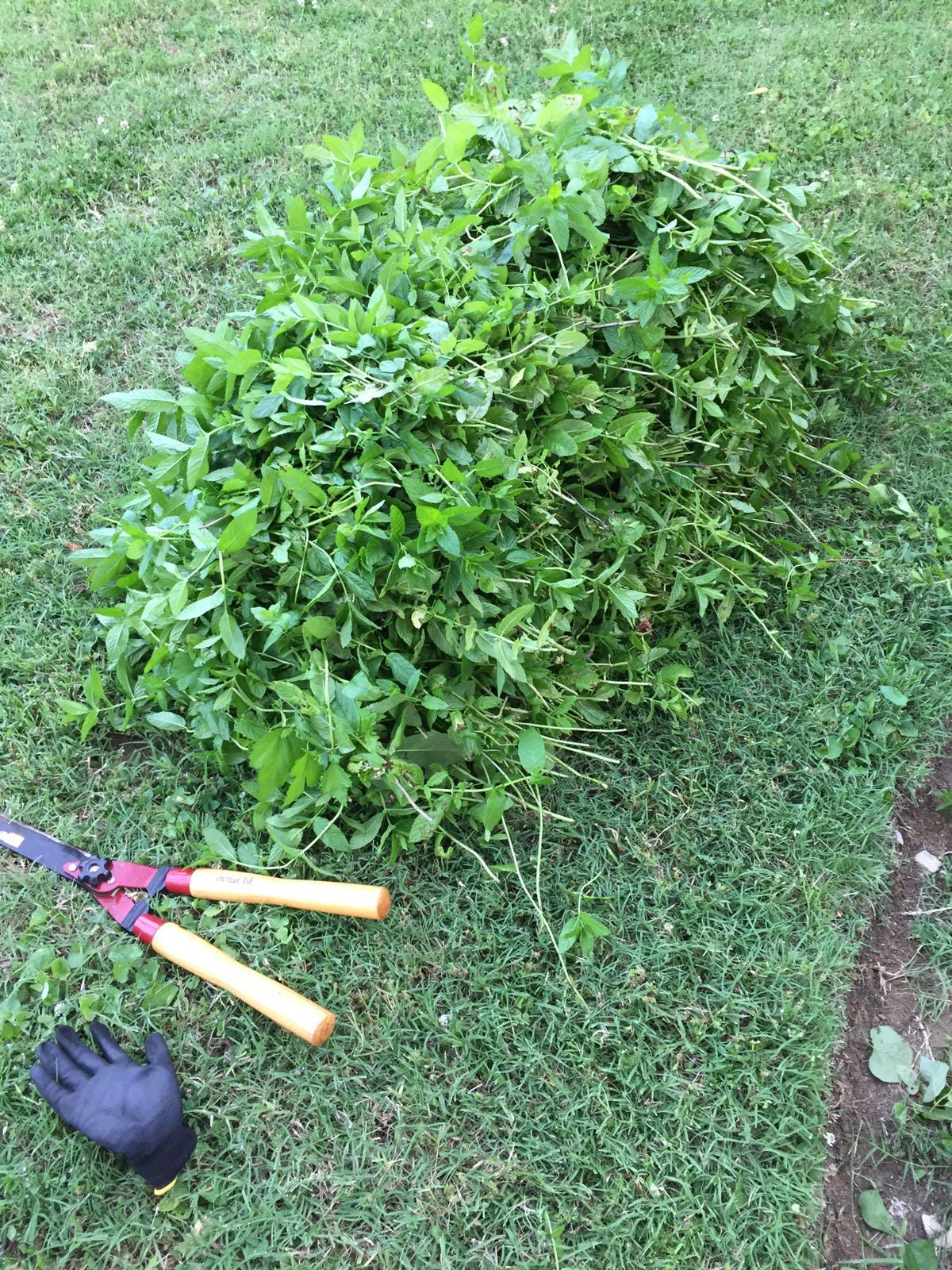 Peppermint seeds (harvested 2026) (Mentha piperita)