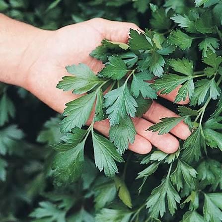 Freshly picked Italian parsley sprigs (Petroselinum crispum)