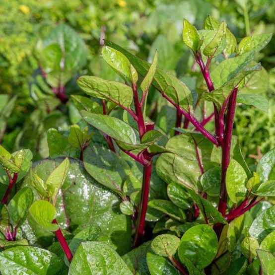Red malabar spinach live vine sprouts (4-pack) (Basella alba rubra)