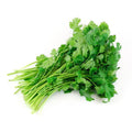 Freshly picked cilantro sprigs (Coriandrum sativum)