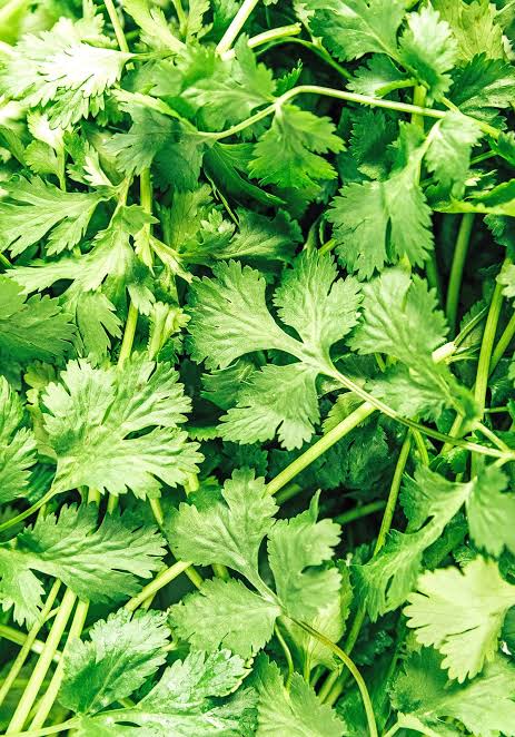 Freshly picked cilantro sprigs (Coriandrum sativum)