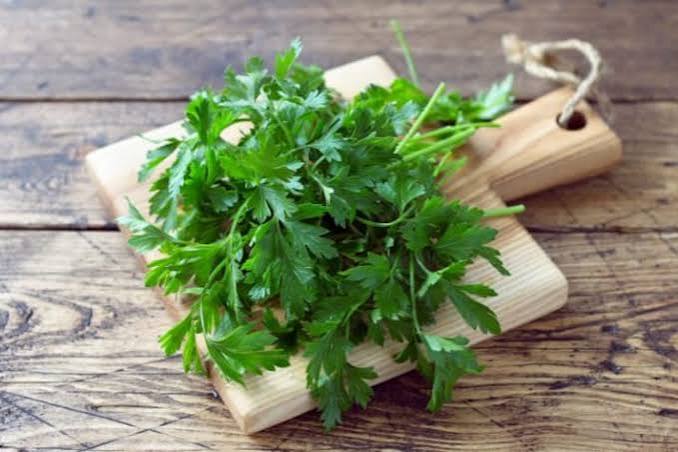 Freshly picked cilantro sprigs (Coriandrum sativum)
