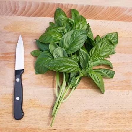 Freshly picked Genovese basil sprigs (Ocimum basilicum)
