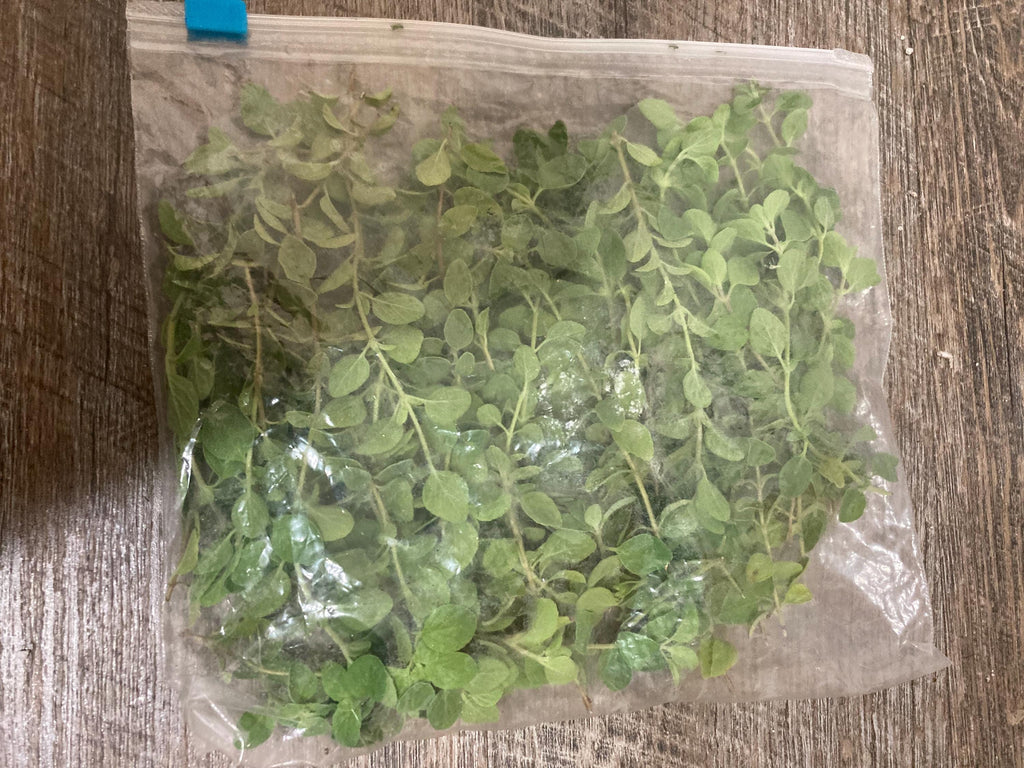 Freshly picked oregano sprigs (Origanum vulgare)