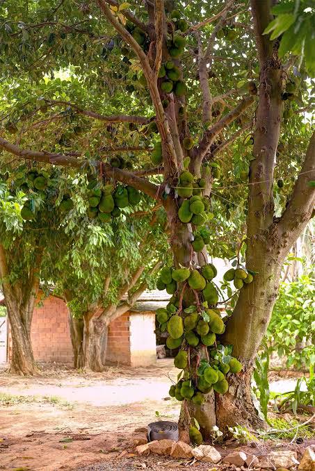 Jackfruit seeds (at least 15 seeds) (Artocarpus heterophyllus)