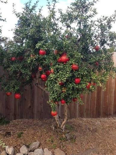Pomegranate seeds (Punica granatum) (at least 25 seeds)