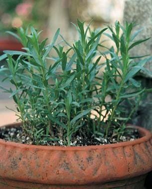 Freshly picked French tarragon sprigs (Artemisia dracunculus var. sativa)