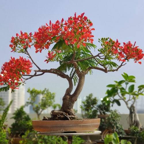 Royal poinciana seeds - packet of 20 (Delonix regia)