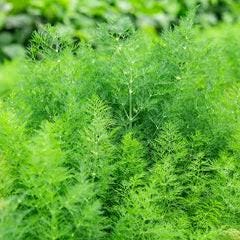Freshly picked dill sprigs (Anethum graveolens)