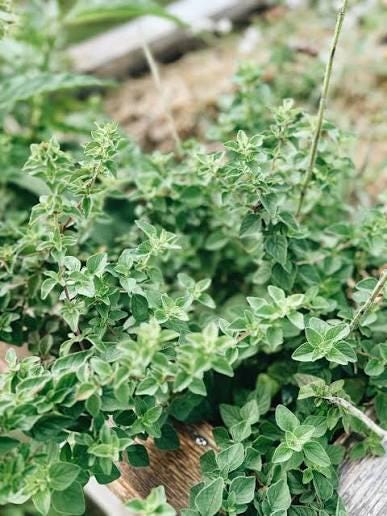 Freshly picked oregano sprigs (Origanum vulgare)